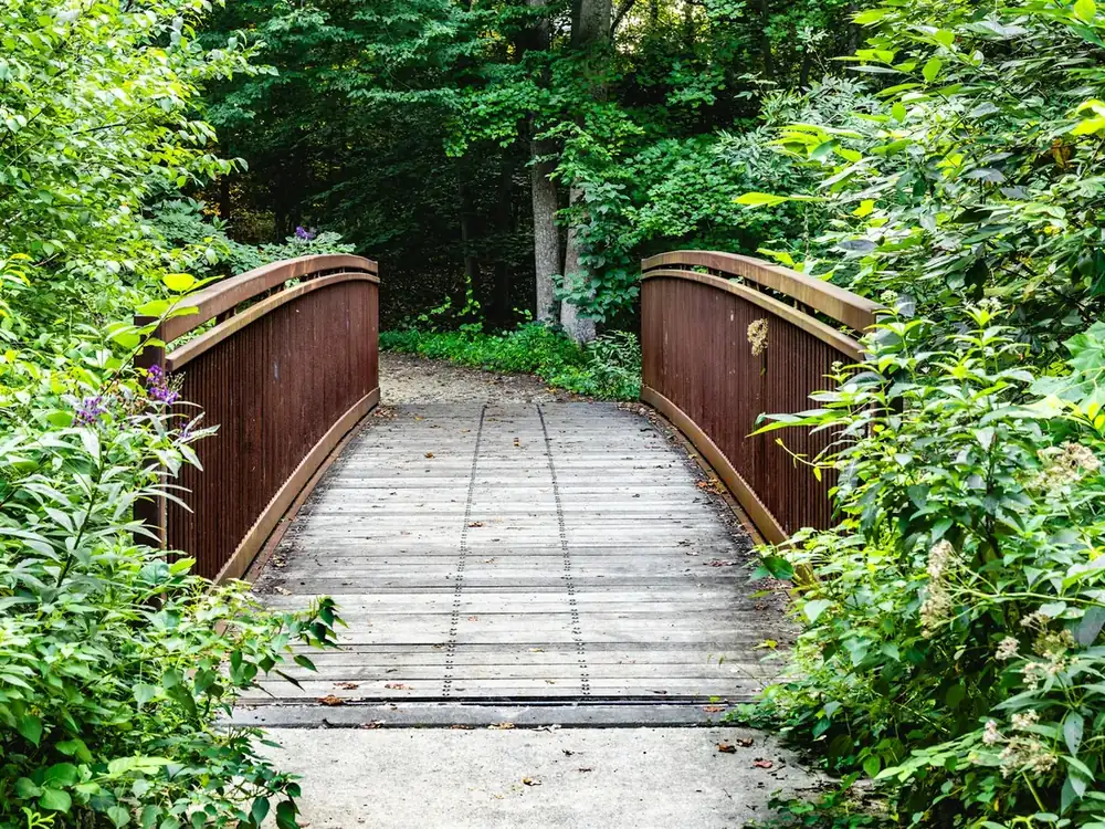 Passerelle en bois entourée de feuillage vert, qui mène vers la forêt